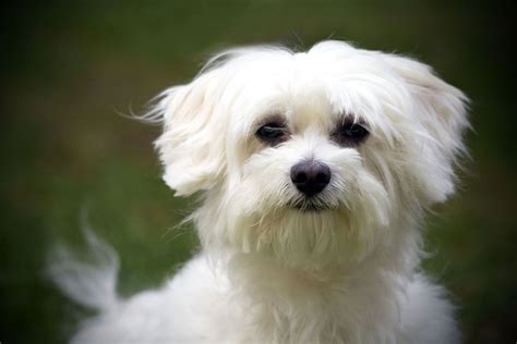 Can You Take A Maltese Running? Exploring Exercise For Maltese Dogs