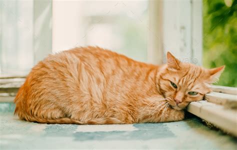 Ginger cat sleeping on a sunny day time on a balcony Stock Photo by ...