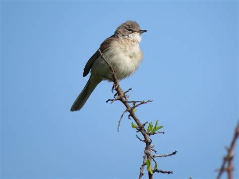 Harbour Update - posted 21/05/20 - Birds of Poole Harbour