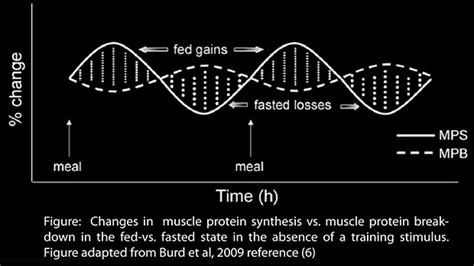 Maximize Protein Synthesis for Muscle Growth – IronMag Bodybuilding ...