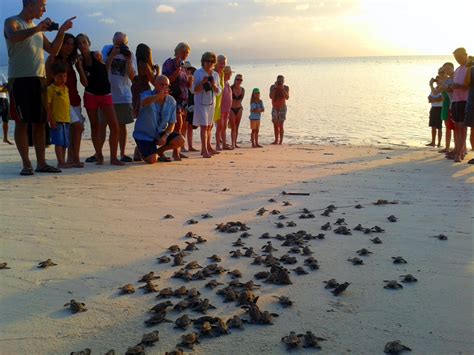 Sea Turtle Conservation - Reef Guardian