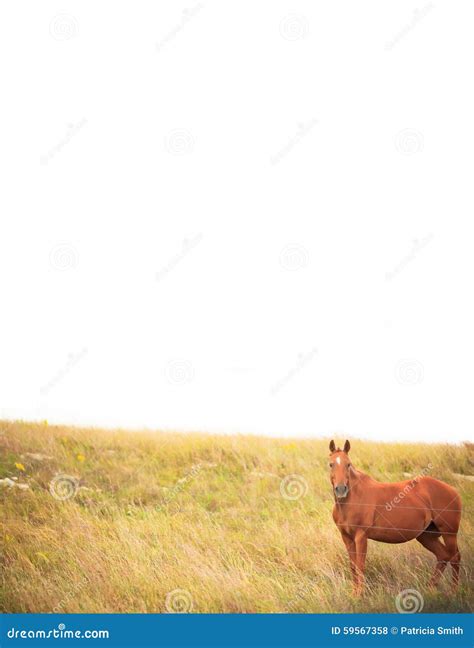 Horse Border Stock Photo - Image: 59567358