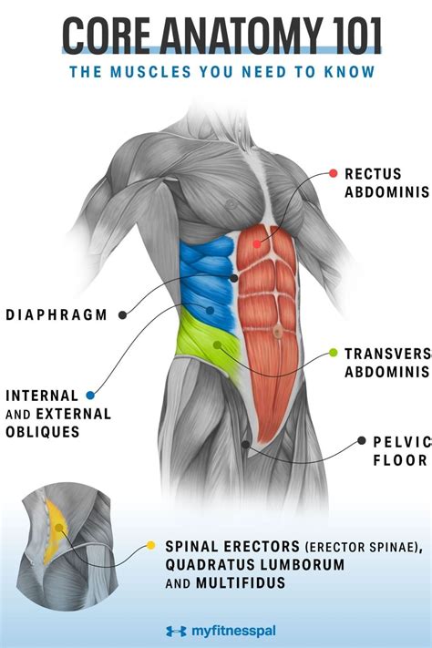 40++ Muscles that make up your core home | perfectabsworkout