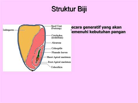 Struktur Biji Benih Dan Fungsinya Lemak - IMAGESEE