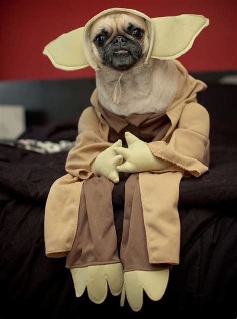 The 25 Insanely Funny Dog Costumes Ever