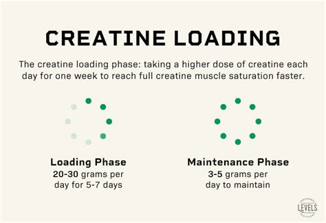 Creatine Loading: How To Do It and Is It Necessary? – Levels