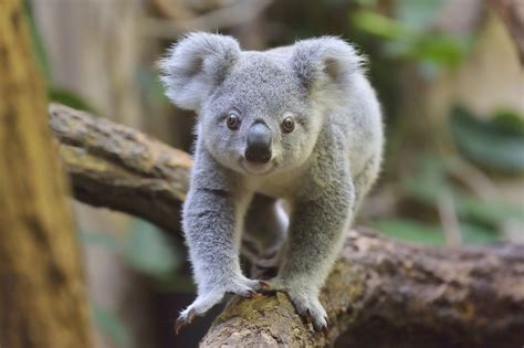 Are Koalas Endangered?