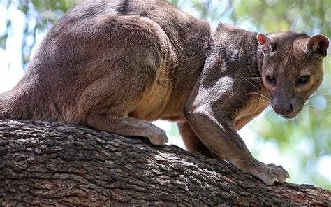 Fossa – Madagascar's largest predator | DinoAnimals.com