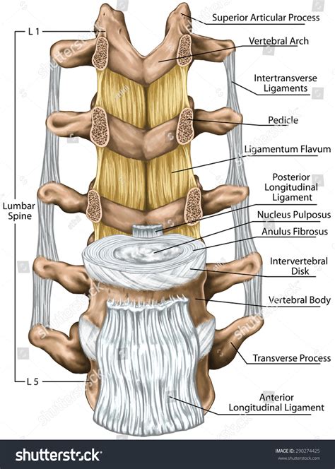 Ligamentum Flavum Anatomy - Human Anatomy