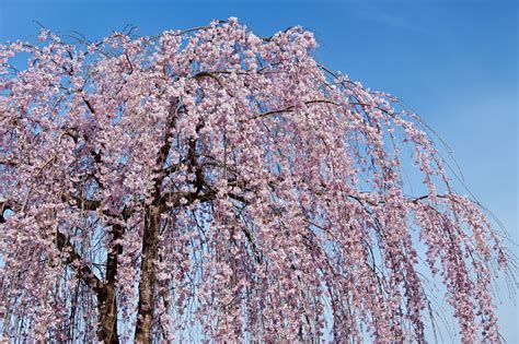 Weeping Cherry Tree Leaf