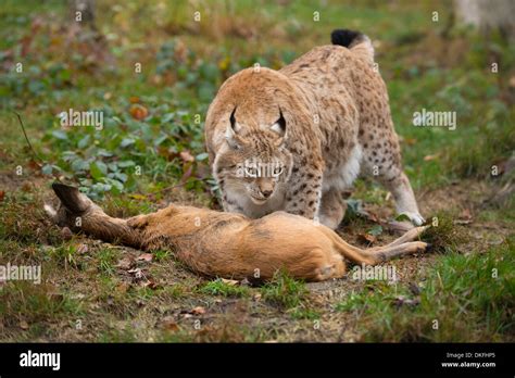 Lynx animal prey eating hi-res stock photography and images - Alamy