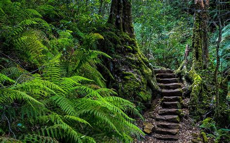 5120x2880px | free download | HD wallpaper: stairs, ferns, forest ...