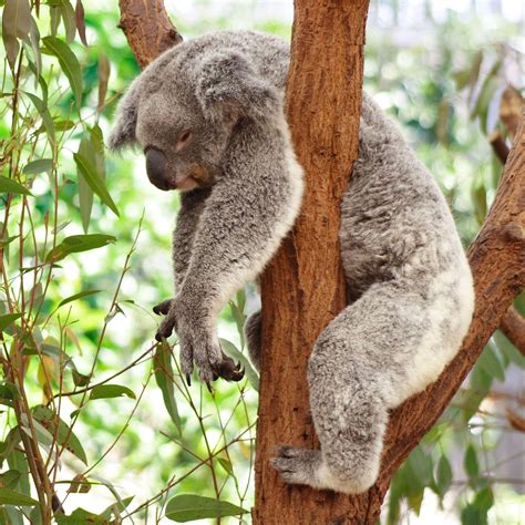 Koala Bear Wallpapers - Wallpaper Cave