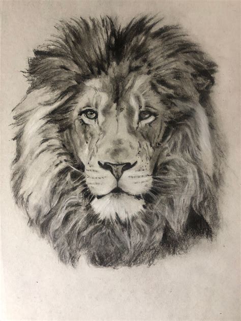 How To Draw A Realistic Lion at Drawing Tutorials