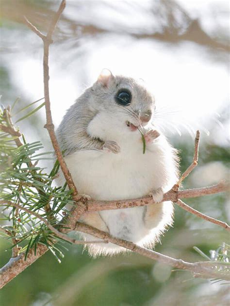 The Baby Japanese Dwarf Flying Squirrel Is Definitely The Cutest Animal ...