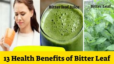 13 Health Benefits of Bitter Leaf You May Not Know Home Remedy Plus ...