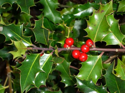 Diseases Of Holly Bushes: Pests And Diseases Damaging Holly Bushes ...