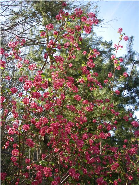 Red Flowering Currant, Ribes sanguineum | Native Plants PNW