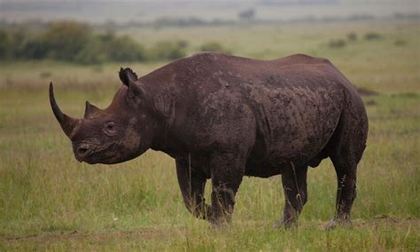 Rhino | Species | WWF