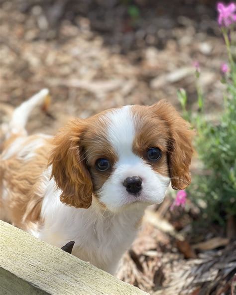 Cavalier King Charles Spaniel Puppies for Sale Melbourne, VIC