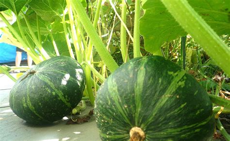 Beautiful House: Kabocha Squash ("Gourd") Recipes