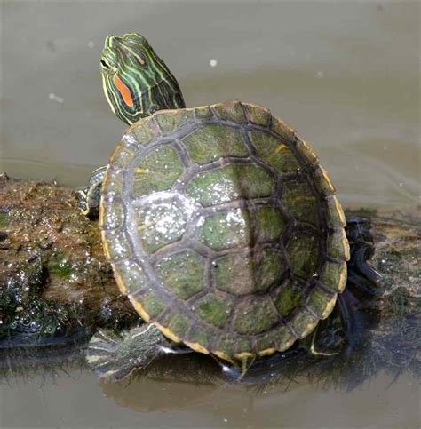 Red-Eared Slider Turtle Facts, Habitat, Diet, Pet Care, Pictures