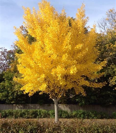 Ginkgo Autumn Gold Tree By: J. Rochelle Photography | Trees to plant ...