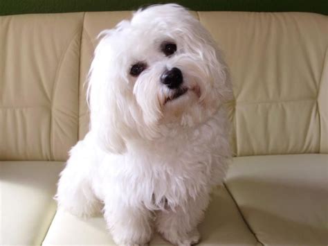 Pretty white Havanese | Havanese dogs, Havanese, Havanese puppies