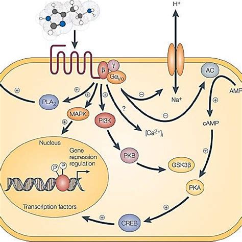 Proposed mechanism of H1 receptor activation [Bakker et al., 2001 ...