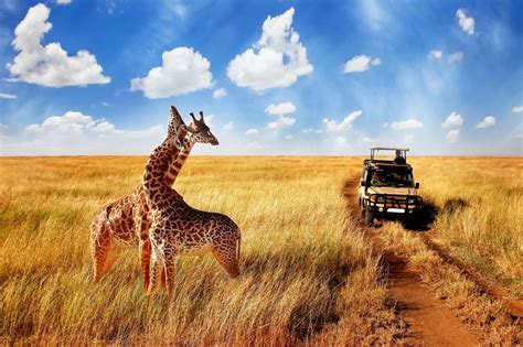 Kenya Wildlife Safari Packages - smarTours