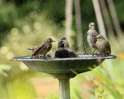 Providing Water for Birds | Celebrate Urban Birds