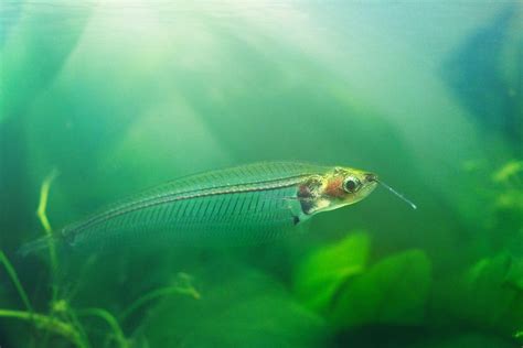 Glass Catfish: Fascinating Aquatic Beauties