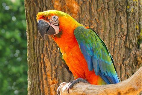 Catalina Macaw Facts, Care as Pets, Behavior, Health Problems, Price ...