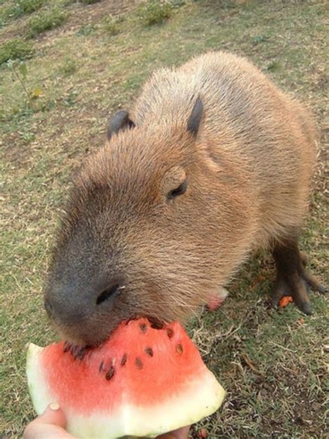 15 Animals eating watermelons (15 pics) | Amazing Creatures