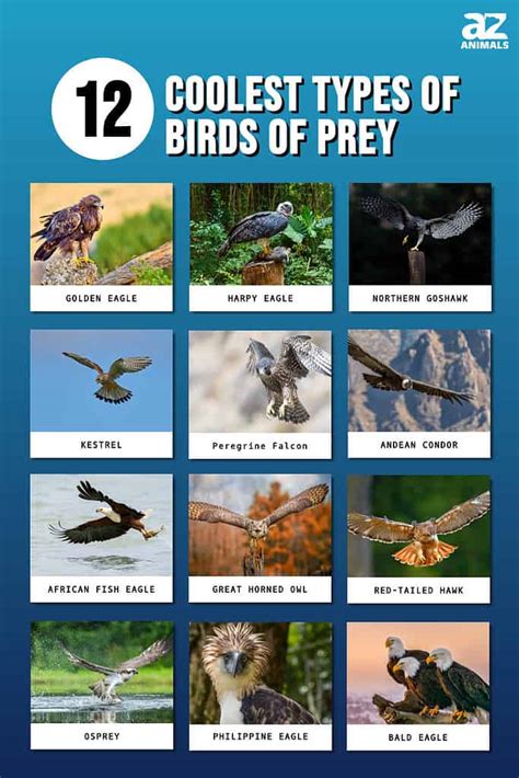 Birds Animals List