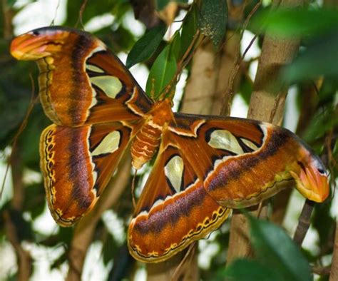 7 Quick Facts about the Atlas Moth - Factopolis