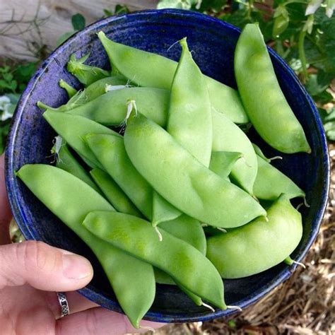 How to Plant & Grow Snow Peas - Brown Thumb Mama®