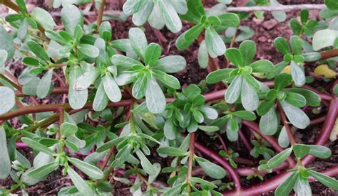 Purslane, a highly nutritious plant found all over the world