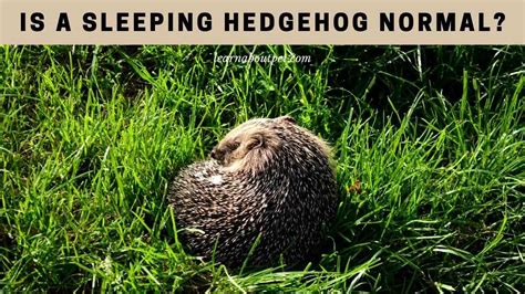 Sleeping Hedgehog : How Do Hedgehogs Sleep? (7 Clear Facts)