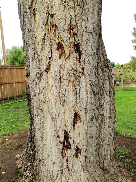 dying cottonwoods #366809 - Ask Extension