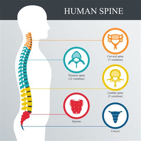 Spinal Fracture Classification