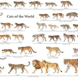 Recent evolution of cats | Download Scientific Diagram