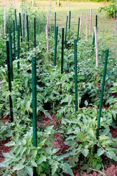 Diy Tomato Trellis Bamboo / 53 Tomato Trellis Designs Completely Free ...