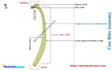 How Many Ribs Does a Cow Have - Cow Ribs Bone Anatomy » AnatomyLearner ...