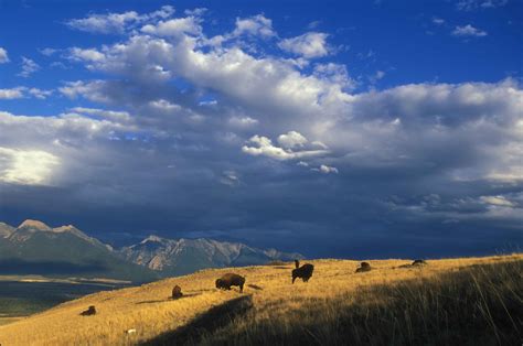 Free picture: expansive, bison, grazing, mounta