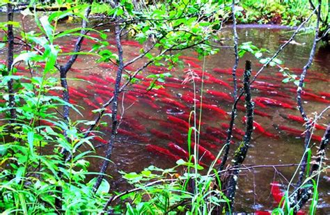 Sockeye Salmon - Description, Habitat, Image, Diet, and Interesting Facts