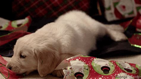 Golden Retriever Christmas Animals GIF - Find & Share on GIPHY