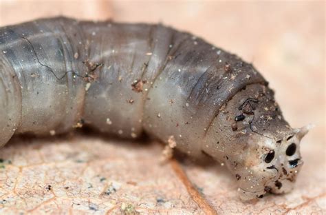 crane fly larva - Tipula trivittata - BugGuide.Net