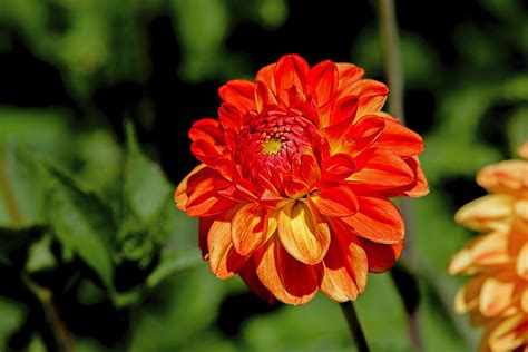 Top 10 Orange Flowers to Add a Juicy Burst of Color - Birds and Blooms