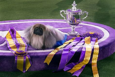 Pekingese is the big winner at Westminster dog show - The Washington Post